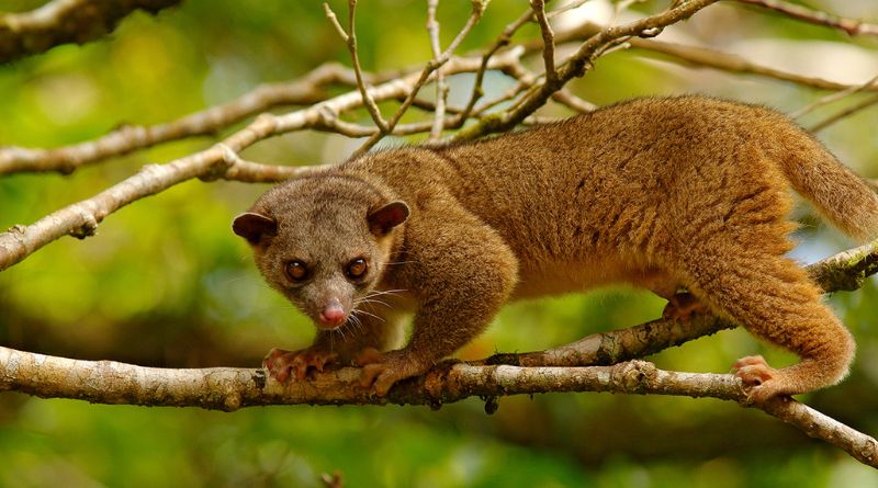 Animals in Costa Rica: A Journey Through One of the World's Most Biodiverse Countries